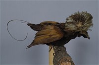 藏品(麗色風鳥)的圖片